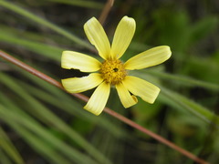 Senecio hirsutilobus