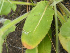 Senecio hirsutilobus
