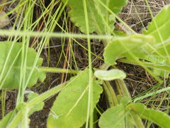 Senecio hirsutilobus
