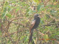 Dicrurus macrocercus