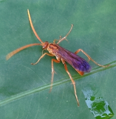 Macromerella honesta