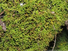 Claopodium rostratum