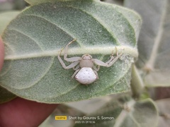 Thomisus