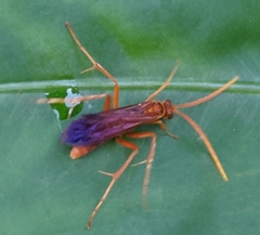 Macromerella honesta