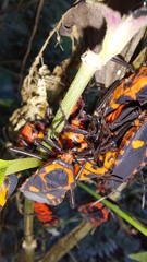 Sephina erythromelas