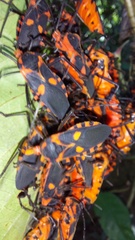 Sephina erythromelas