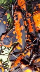 Sephina erythromelas