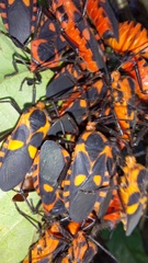 Sephina erythromelas