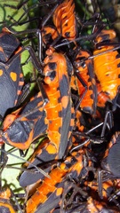 Sephina erythromelas