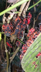 Sephina erythromelas