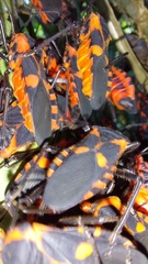 Sephina erythromelas