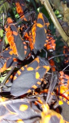 Sephina erythromelas