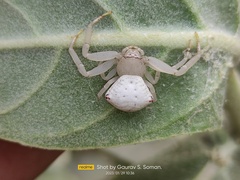 Thomisus