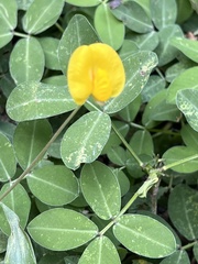 Arachis pintoi