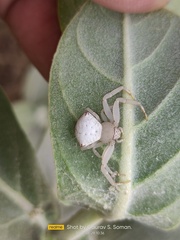 Thomisus