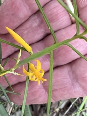 Persoonia juniperina