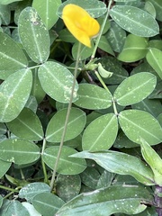 Arachis pintoi