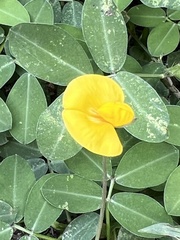 Arachis pintoi