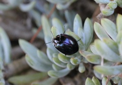 Tenebrioninae