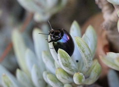 Tenebrioninae