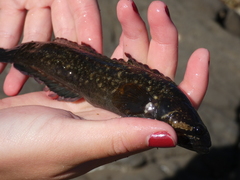 Acanthoclinus fuscus