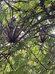 Aristolochia