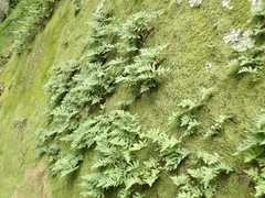 Polypodium californicum