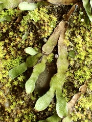 Targionia hypophylla