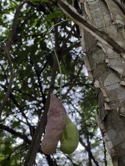 Aristolochia