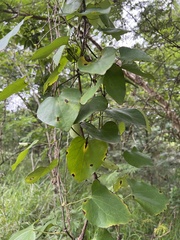 Aristolochia