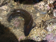 Acanthoclinus fuscus