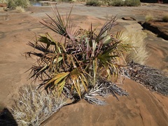 Livistona mariae