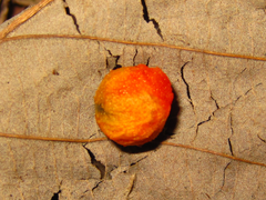 Asparagus schoberioides