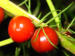 Asparagus schoberioides