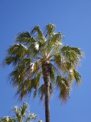 Livistona mariae