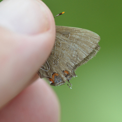 Satyrium liparops