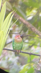 Pyrilia