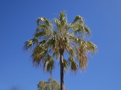 Livistona mariae