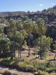 Livistona mariae