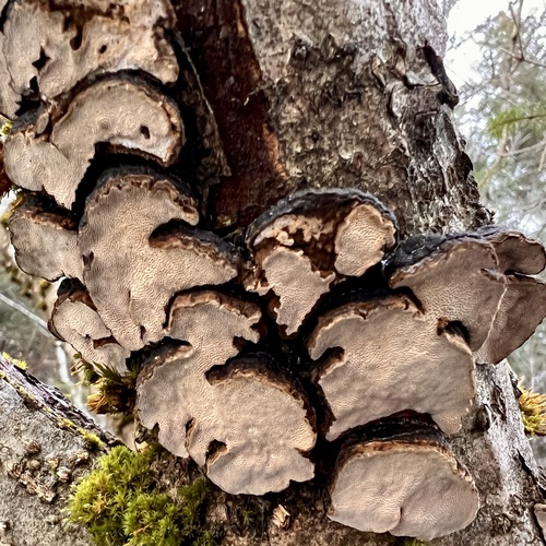Cerioporus scutellatus, 2023-01-27
