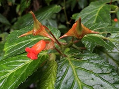 Begonia longirostris