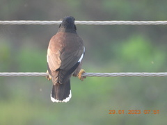 Acridotheres tristis