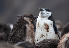 Pygoscelis antarcticus