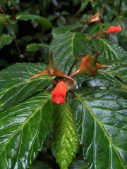 Begonia longirostris