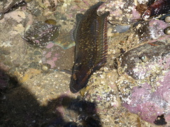 Acanthoclinus fuscus