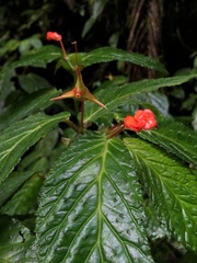 Begonia longirostris