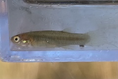 Fundulus rubrifrons