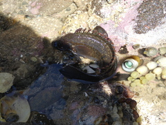 Acanthoclinus fuscus