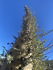 Fouquieria columnaris