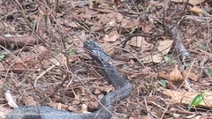 Naja sumatrana